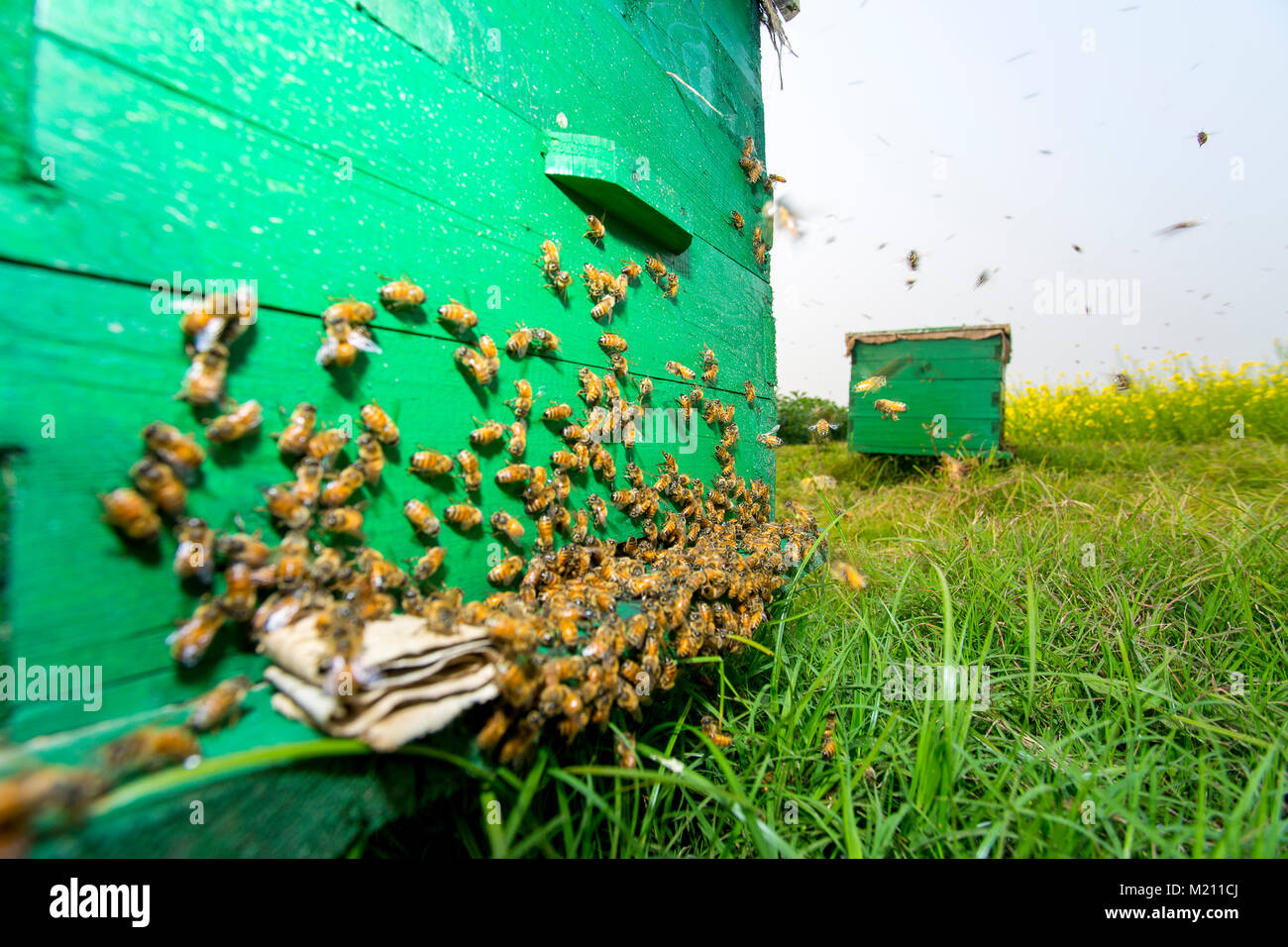 Honey bees flying in and out of commercial beekeeping beehives ...