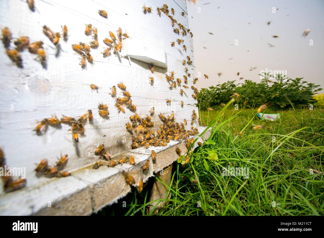 Honey bees flying in and out of commercial beekeeping beehives ...