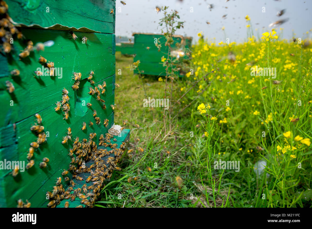 Honey bees flying in and out of commercial beekeeping beehives ...