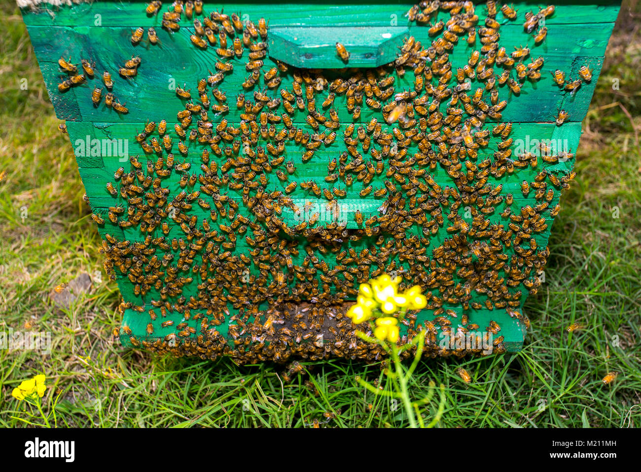 Honey bees flying in and out of commercial beekeeping beehives ...
