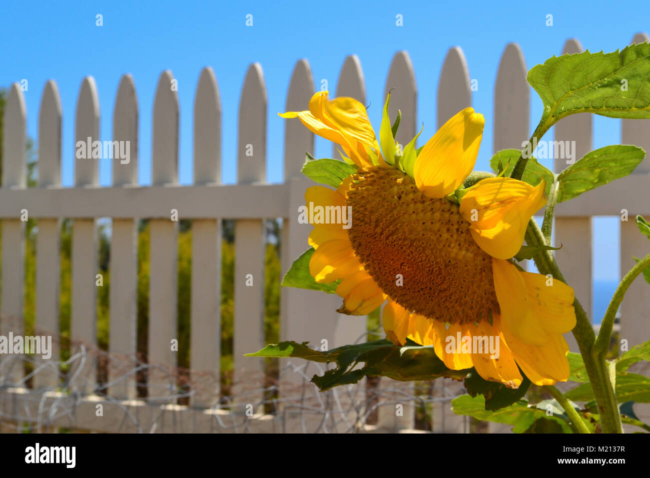 Single sunflower growing  in a white picket fence garden on a hillside overlooking the ocean Stock Photo