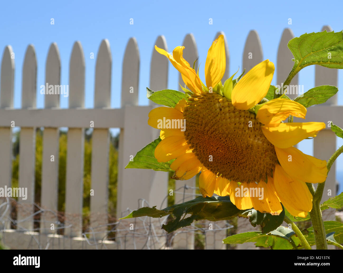 Single sunflower growing  in a white picket fence garden on a hillside overlooking the ocean Stock Photo