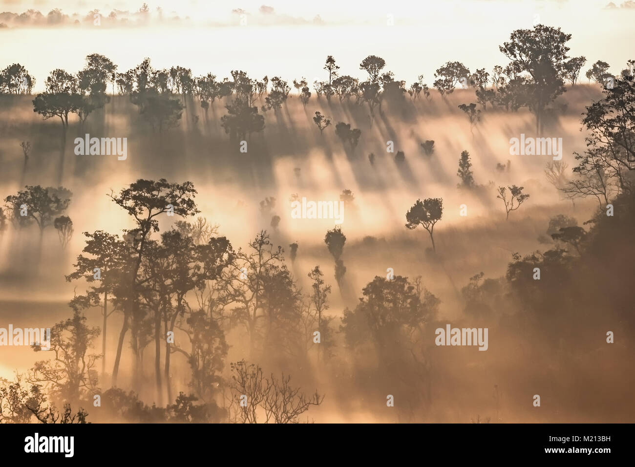Golden sun rays pass through hi-res stock photography and images - Alamy