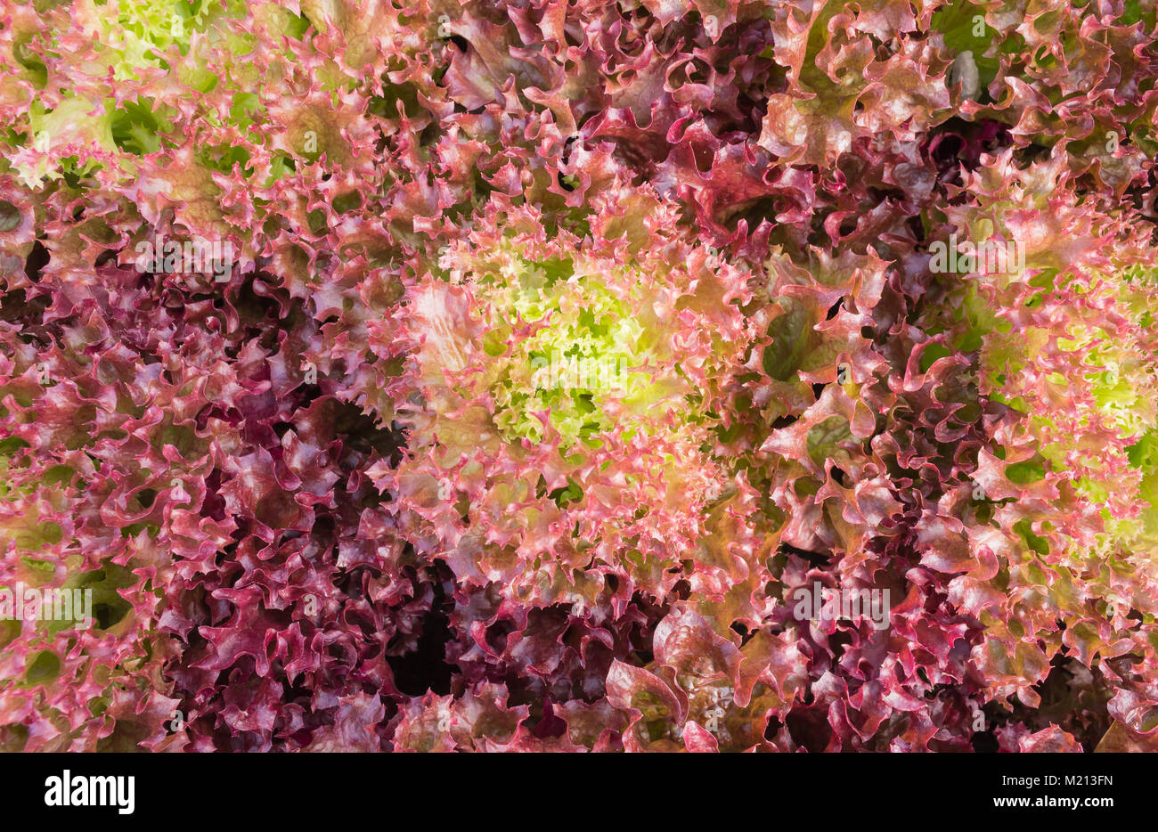Red leaf lettuce or red coral in garden. Fresh red leaf lettuce or red