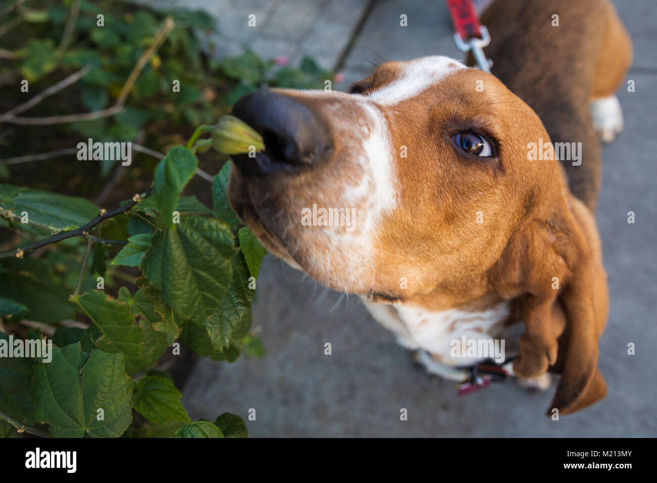 Basset Hound dog smelling plant Stock Photo