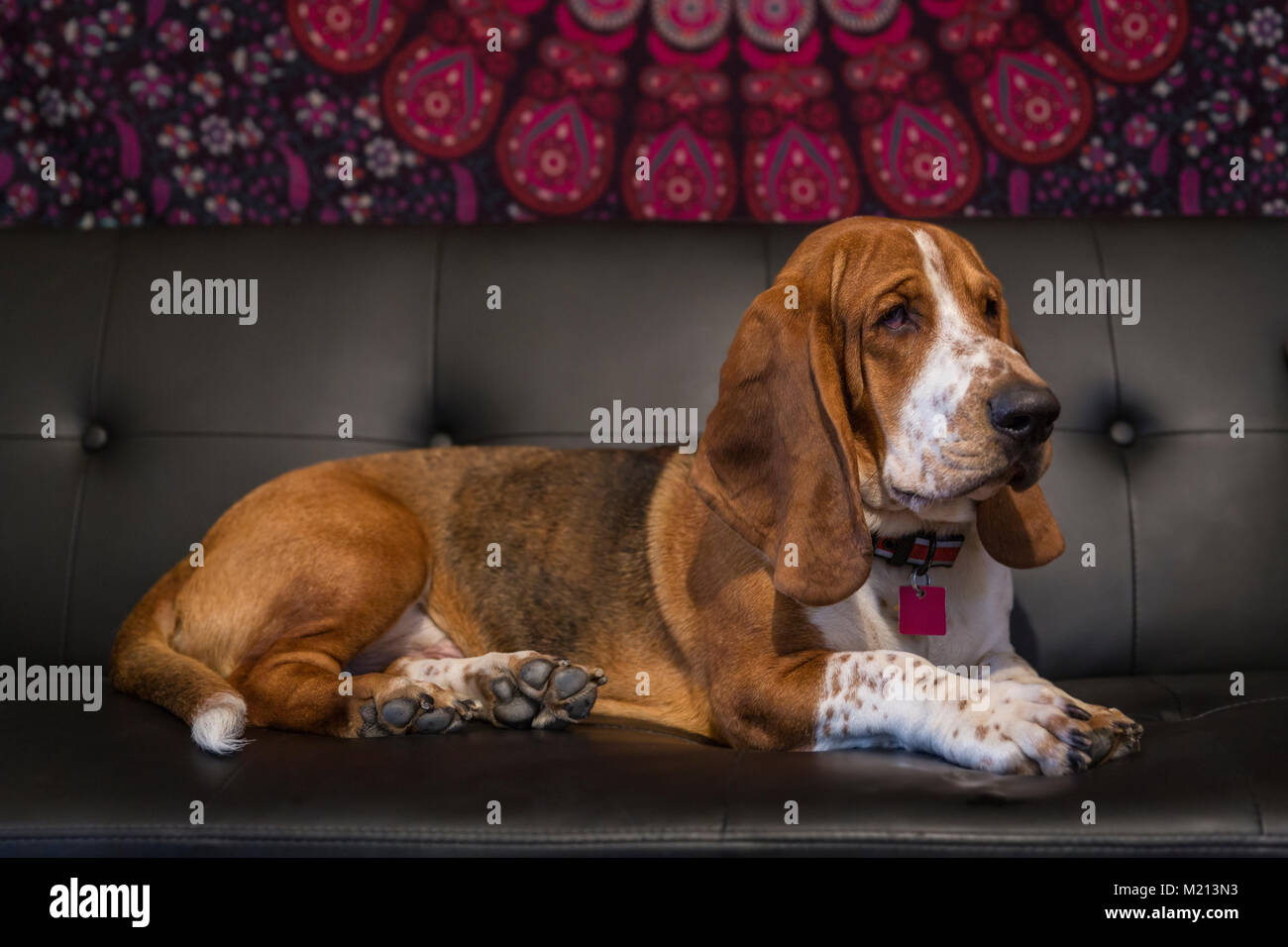 basset hound couch