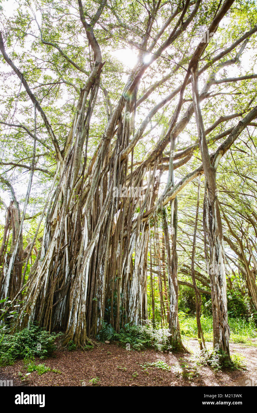 Large Banyan Tree in North Shore, Oahu, Hawaii USA Stock Photo