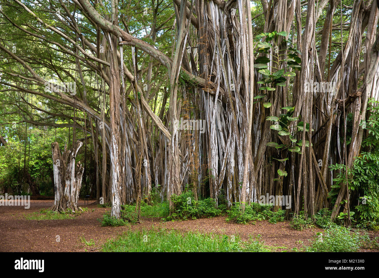 Banyan Tree forest in North Shore, Oahu, Hawaii USA Stock Photo