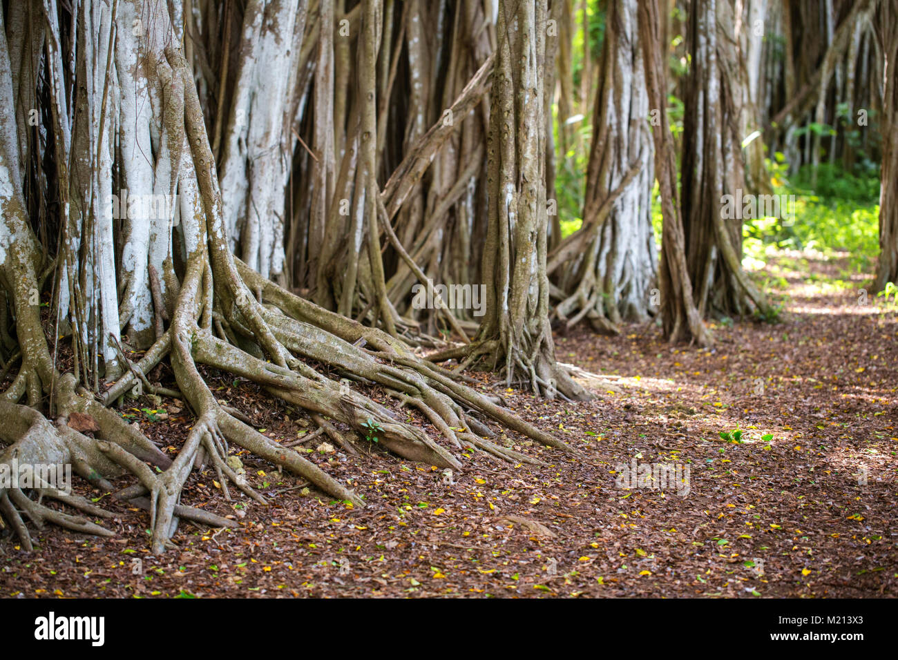 Banyan Tree forest in North Shore, Oahu,Hawaii USA Stock Photo