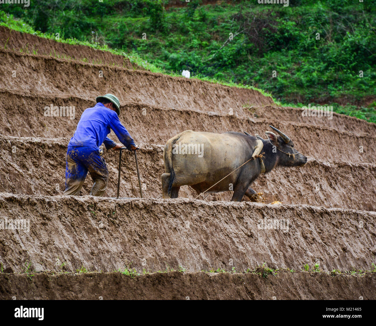 A man working with buffalo on rice field in Sa Pa, Sa Pa is a mountain town in Lao northwestern Stock Photo - Alamy