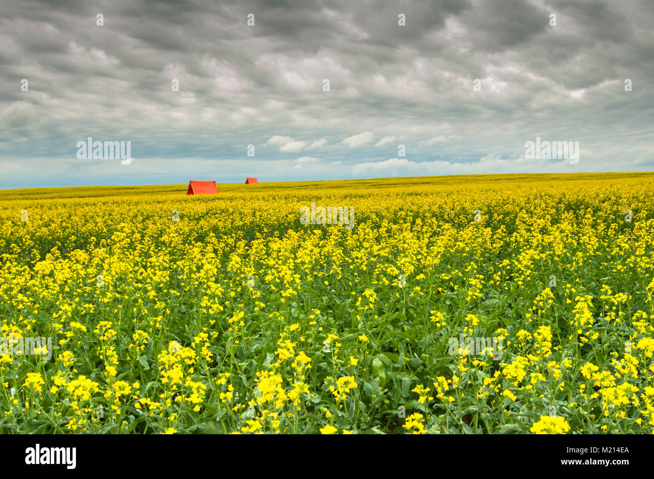 Canola field with orange bee shelters in Alberta, Canada Stock Photo