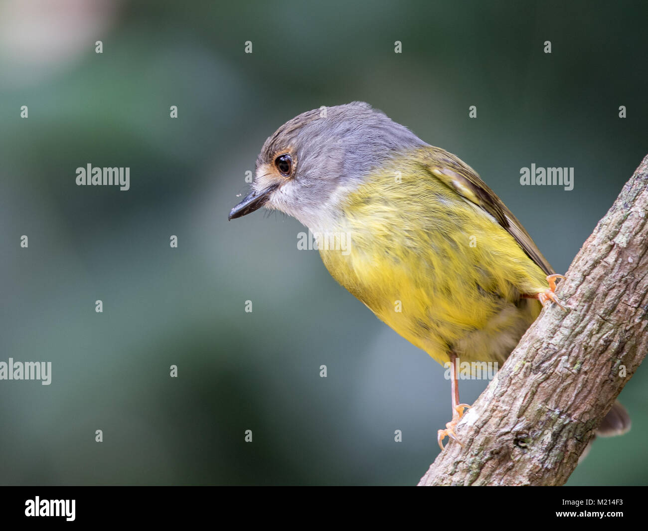 The pale-yellow robin is a small and engaging tropical forest dweller from eastern Australia Stock Photo