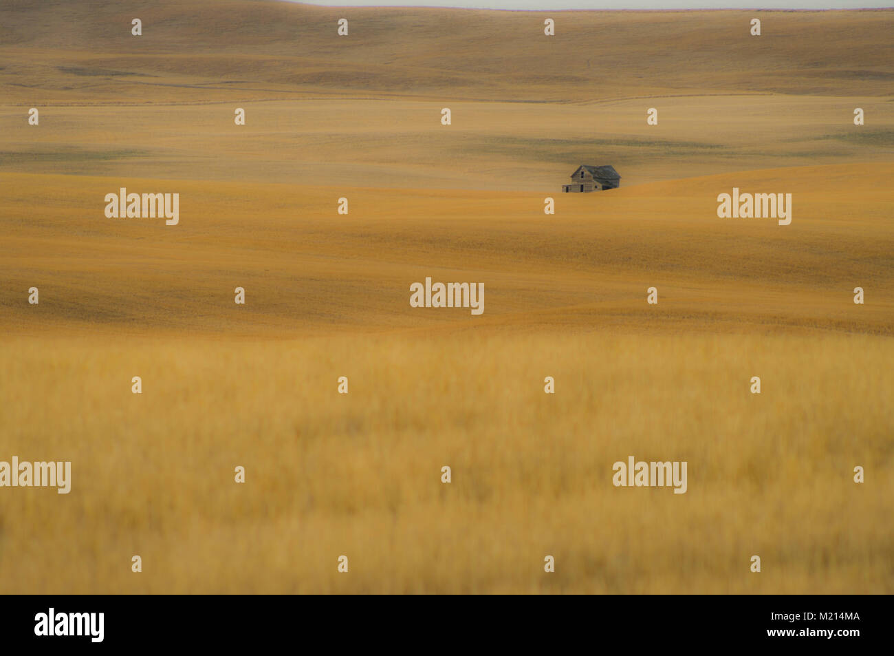 Wheatland County, Alberta, Canada. Abandoned farm house in harvested