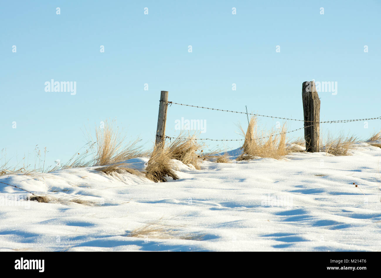 Alberta, Canada.  Old barbed wire fence on the Canadian Prairies in winter along a snowy ridge with yellow grasses. Stock Photo