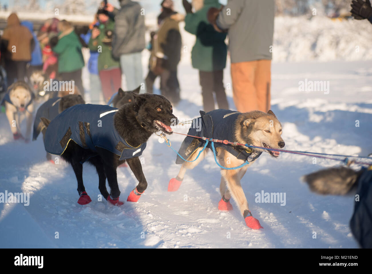 FAIRBANKS, ALASKA - FEBRUARY 3, 2018: Dogs from veteran Hugh Neff's team stare intently down the trail of the Yukon Quest. Credit: Roger Asbury/Alamy Live News Stock Photo