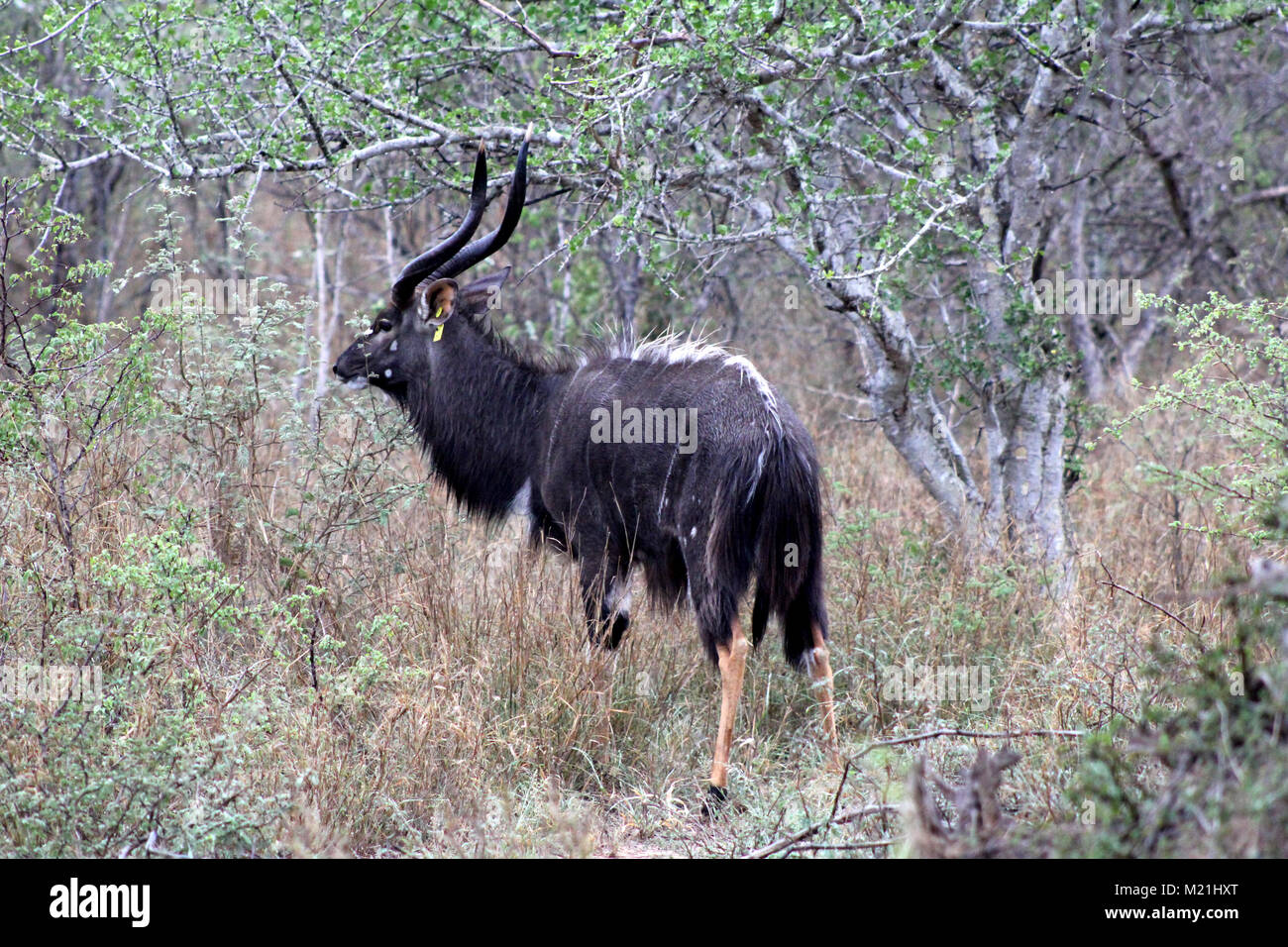 Nyala deer Tragelaphus angasii at Kruger Park South Africa Stock Photo