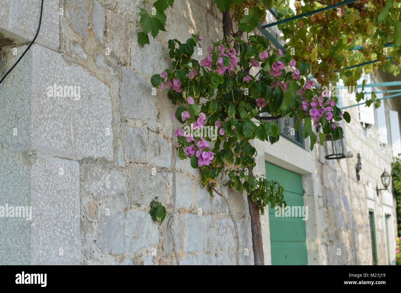 Lush Mediterranean plants as a house decoration and a house facade ...