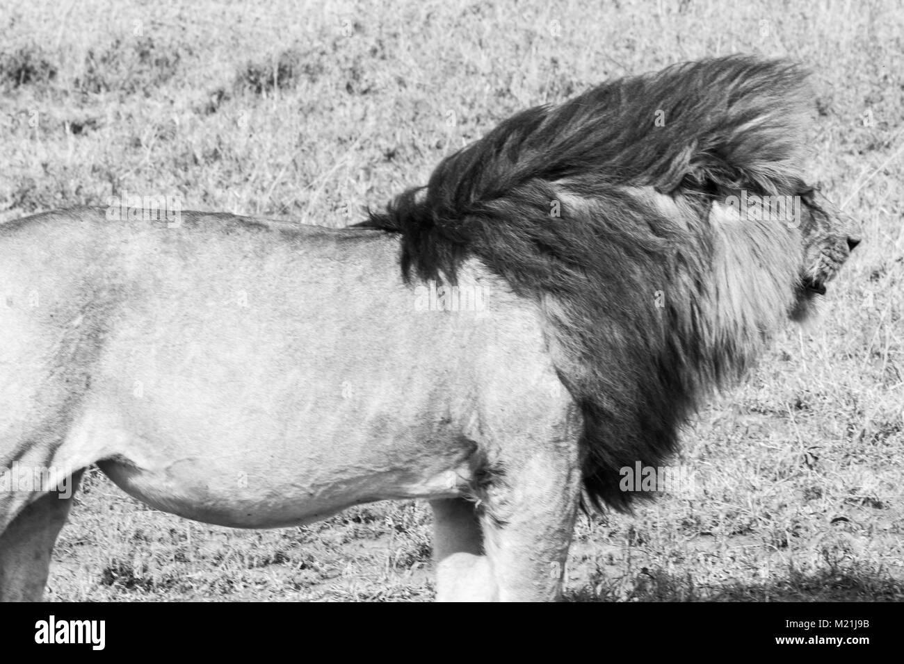Male East African lion (Panthera leo melanochaita), species in the