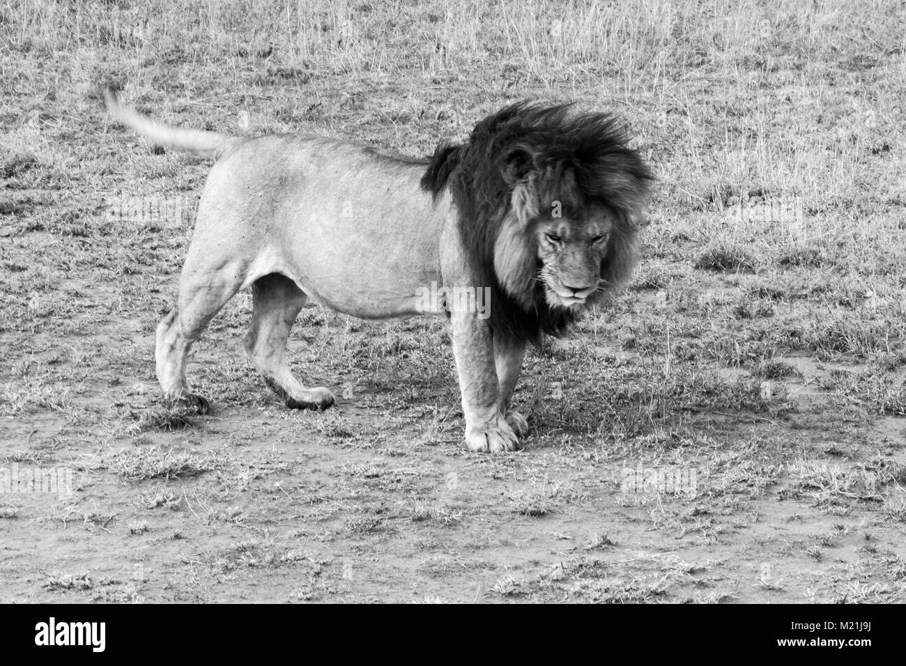 Male East African lion (Panthera leo melanochaita), species in the