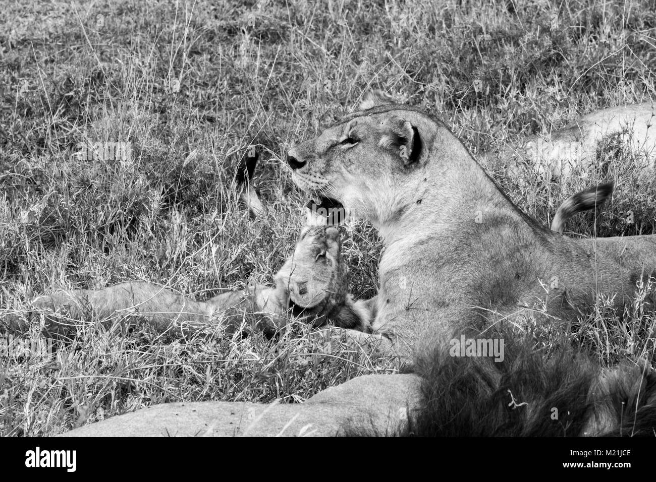 East African lion family (Panthera leo melanochaita), species in the family Felidae and a member of the genus Panthera, listed as vulnerable, in Seren Stock Photo