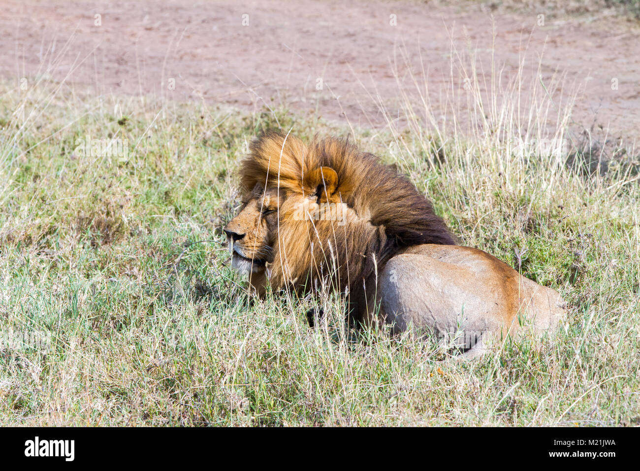 Male East African lion (Panthera leo melanochaita), species in the ...