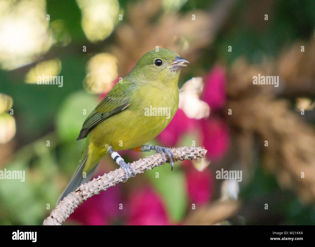 Bird bands usgs hires stock photography and images Alamy