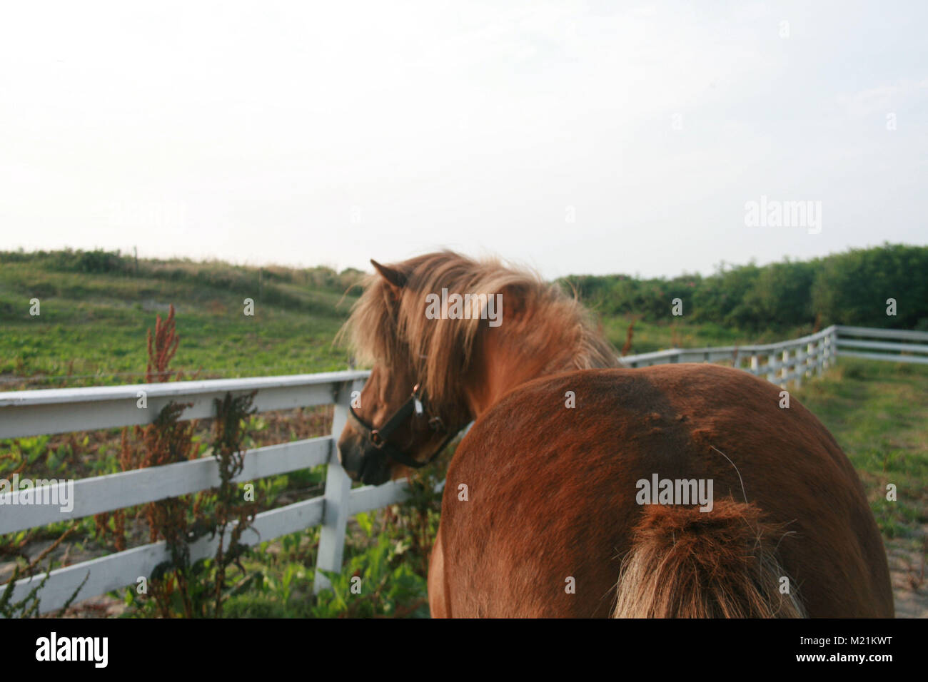 A brown horse in a field Stock Photo - Alamy
