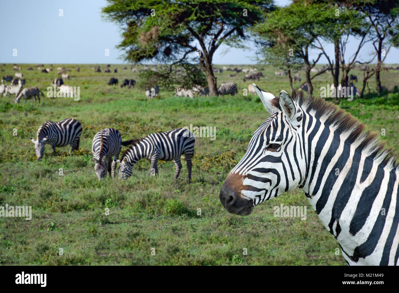 Zebra closeup during great migration on Serengeti Plains Africa Stock Photo