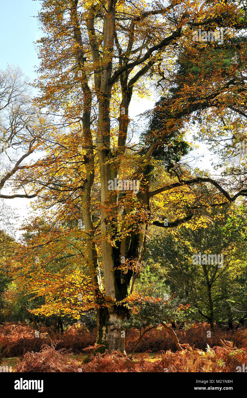 Beech tree in Autumn in the New Forest National Park, Hampshire ...