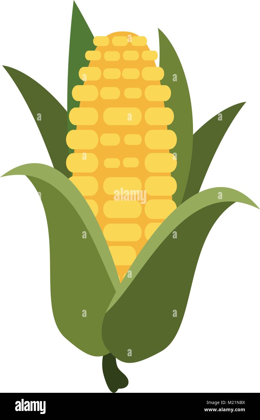 Corn food isolated Stock Vector Image & Art - Alamy