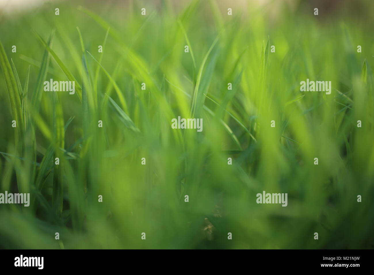 Green blades of grass Stock Photo Alamy