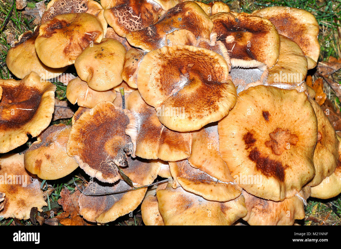 Mushrooms in the New Forest National Park, Hampshire, England Stock Photo