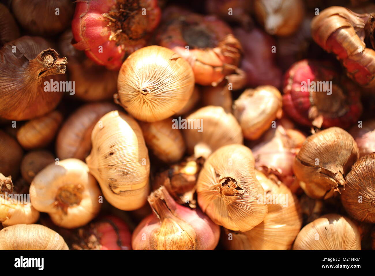 Gladiolus bulbs ready for planting in spring Stock Photo Alamy