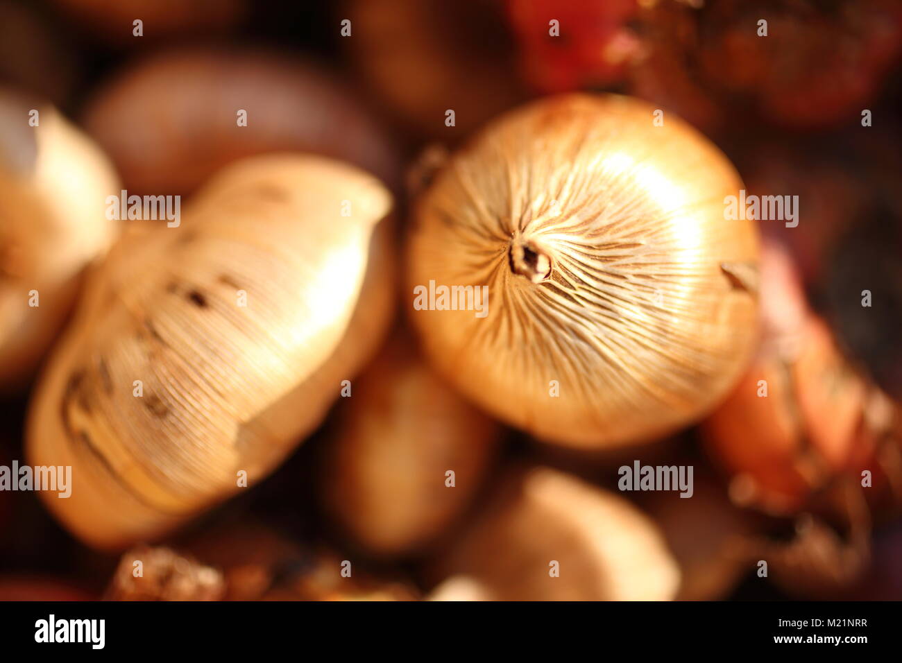 Gladiolus bulbs ready for planting in spring Stock Photo Alamy