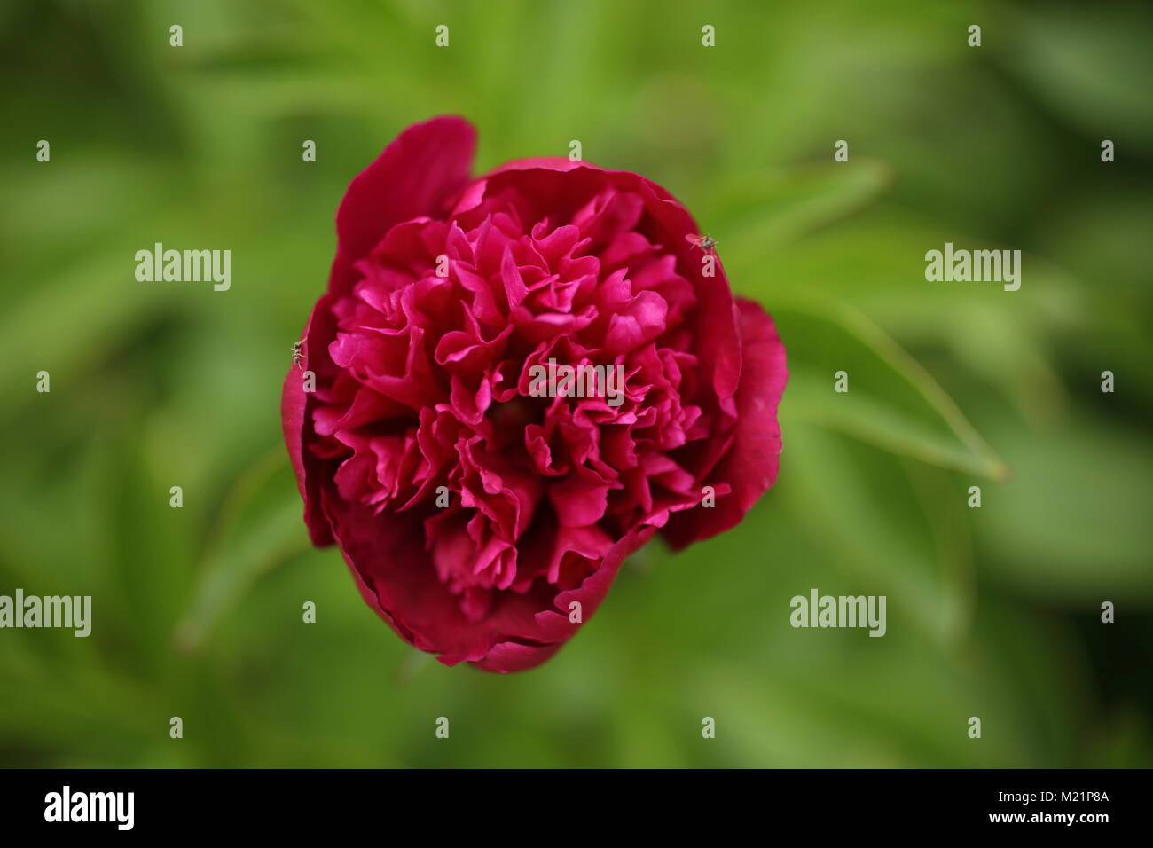 Dark pink peony on green background in the garden Stock Photo - Alamy