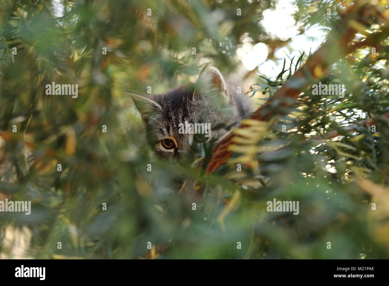 Cat playing in the grass Stock Photo - Alamy