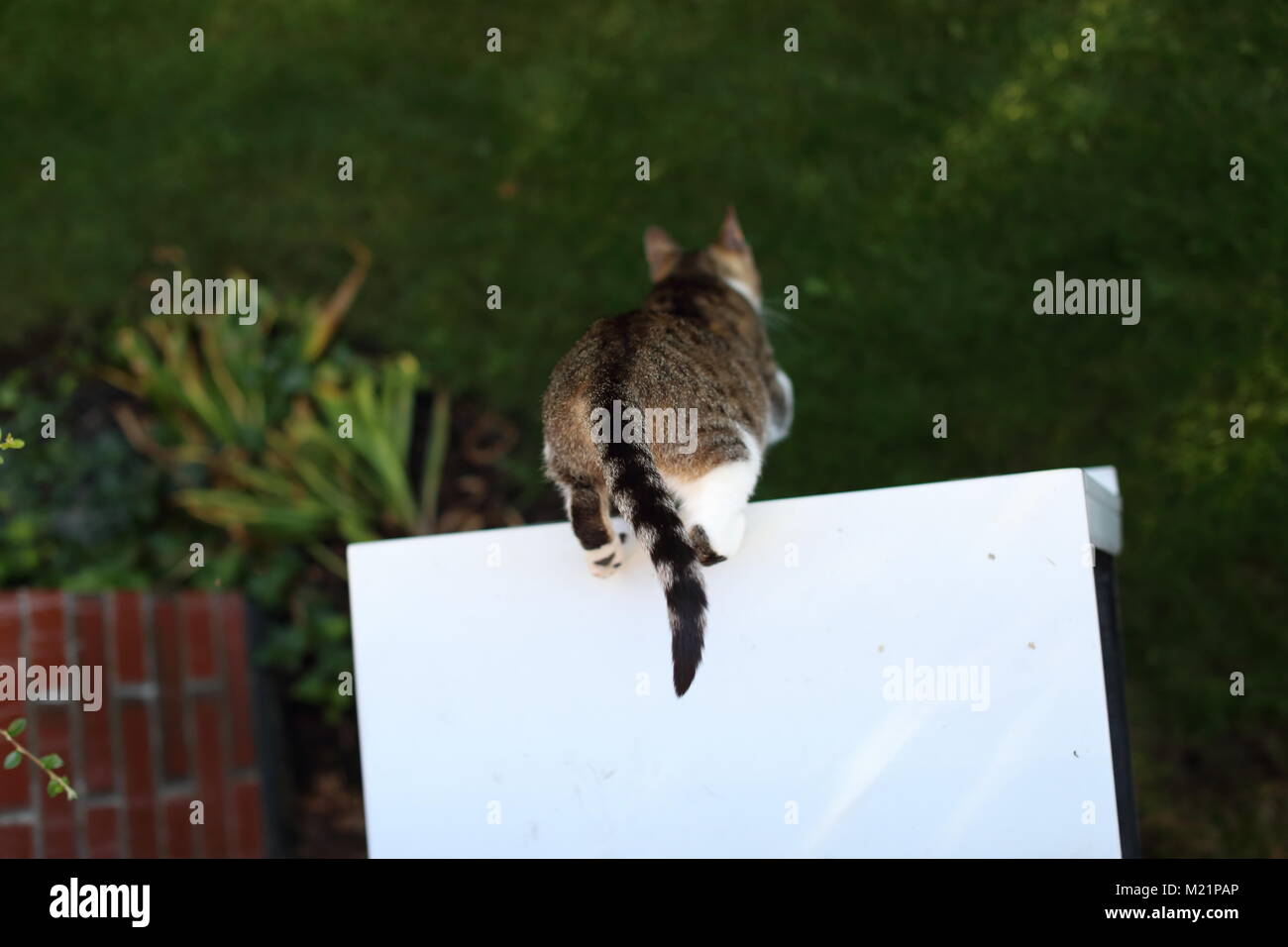 Cat playing in the grass Stock Photo - Alamy