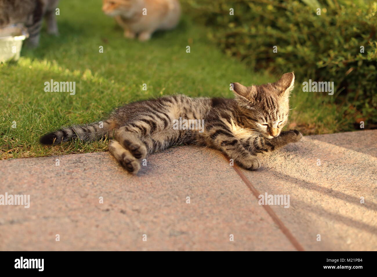 Cat playing in the grass Stock Photo - Alamy