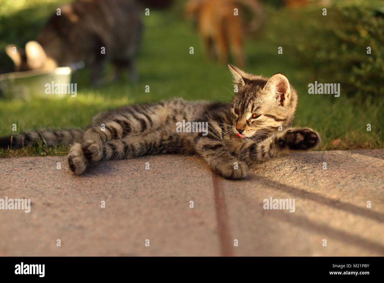 Tabby cat playing outside hi-res stock photography and images - Alamy