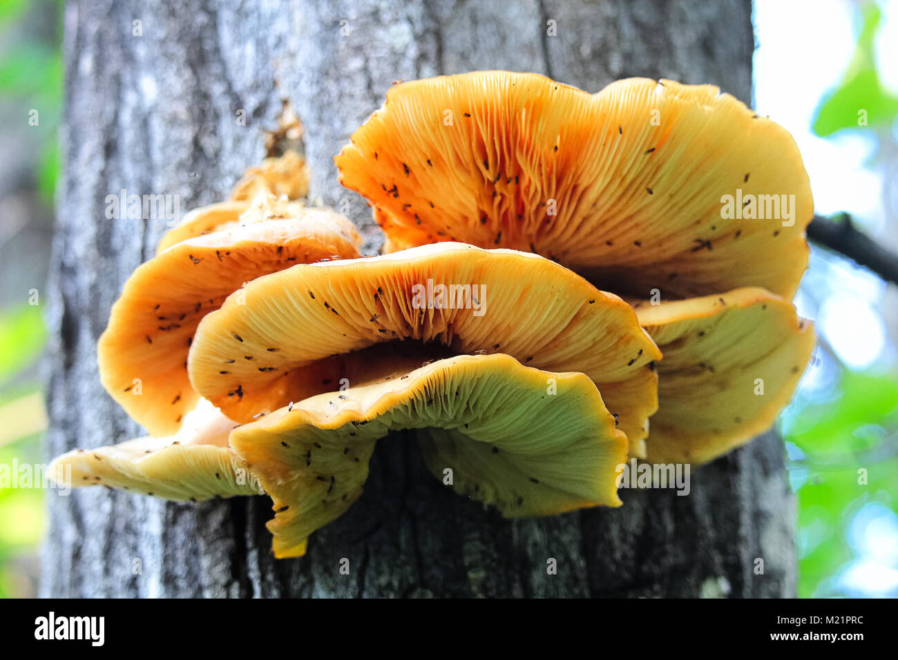 Closeup of golden oyster mushrooms growing on tree Stock Photo Alamy