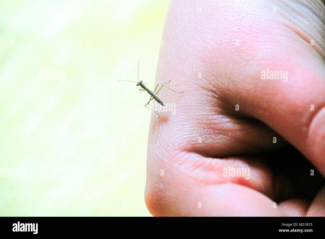 A tiny praying mantis on a hand, Stock Photo