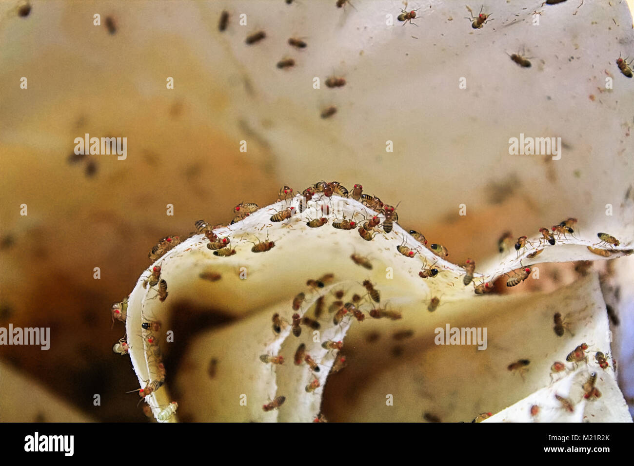 Closeup of wingless fruitflies on a coffee filter Stock Photo Alamy