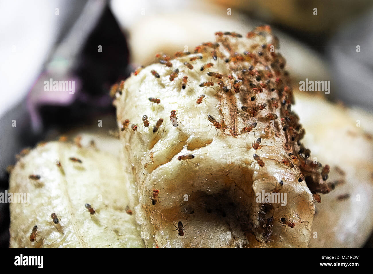 A mass of fruitflies crawling over a banana Stock Photo Alamy