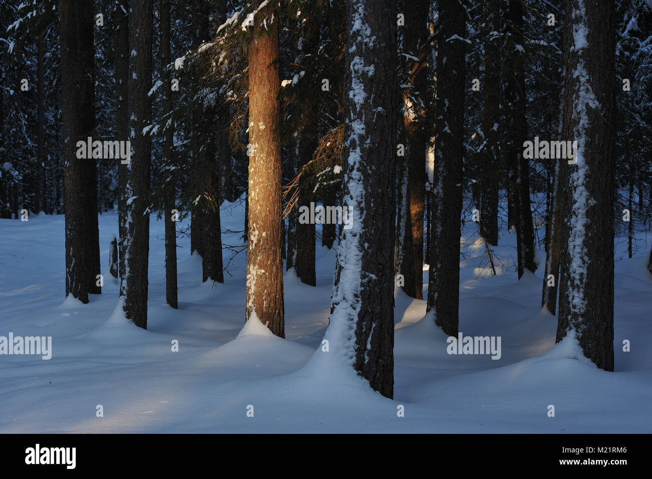 Landscape of the wintery snow covered forest view with sun glare Stock ...