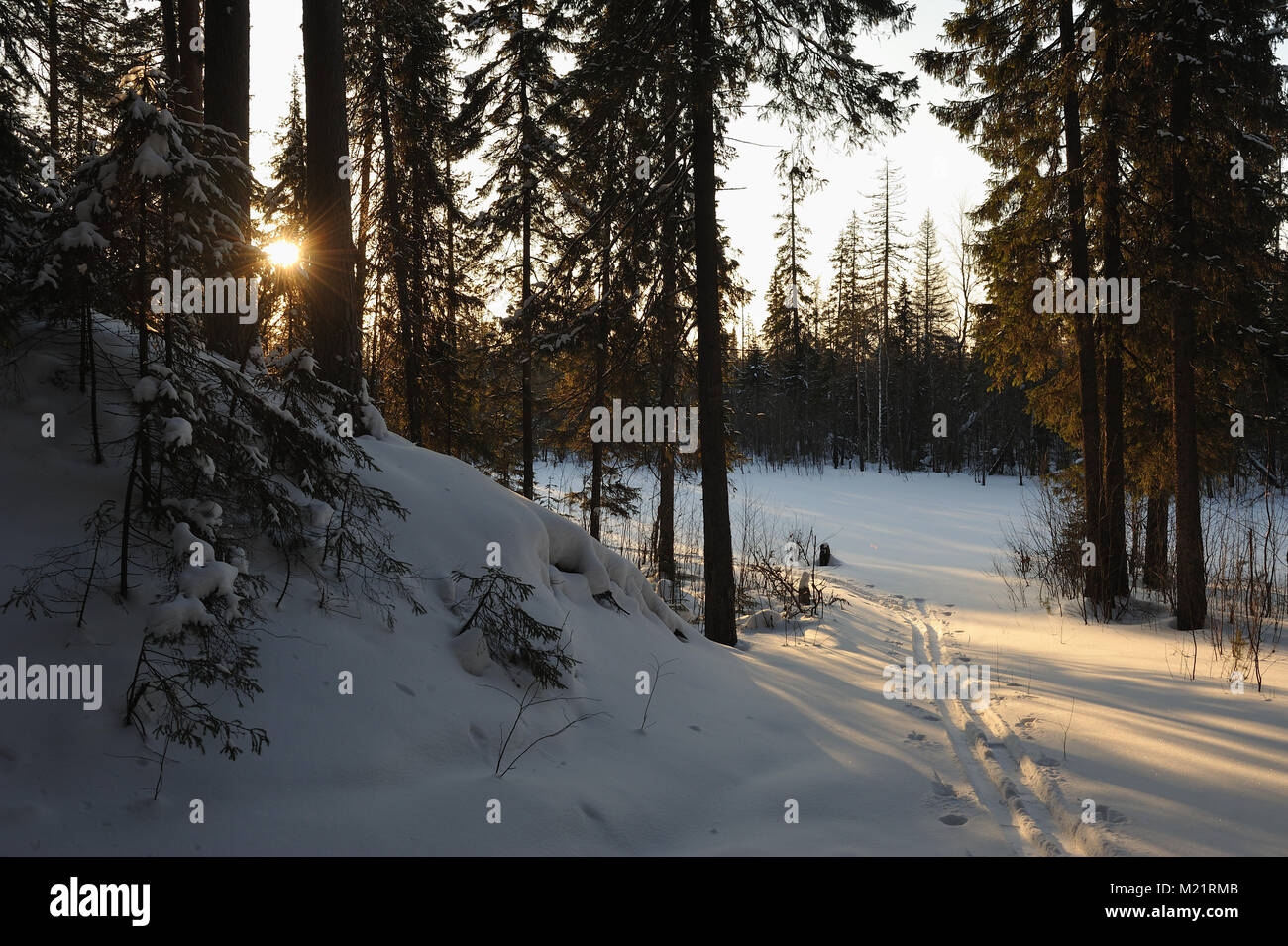 Landscape of the wintery snow covered forest view with sun glare Stock ...
