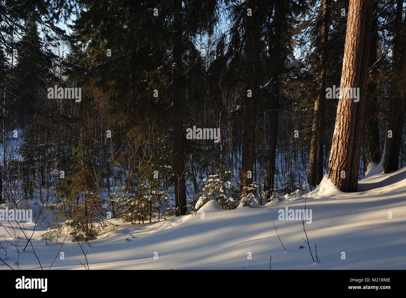 Landscape of the wintery snow covered forest view with sun glare Stock ...