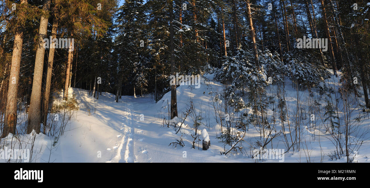 Landscape of the wintery snow covered forest view with sun glare Stock ...