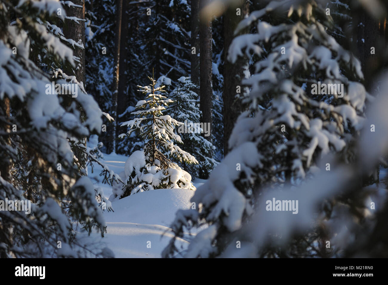 Landscape of the wintery snow covered forest view with sun glare Stock ...