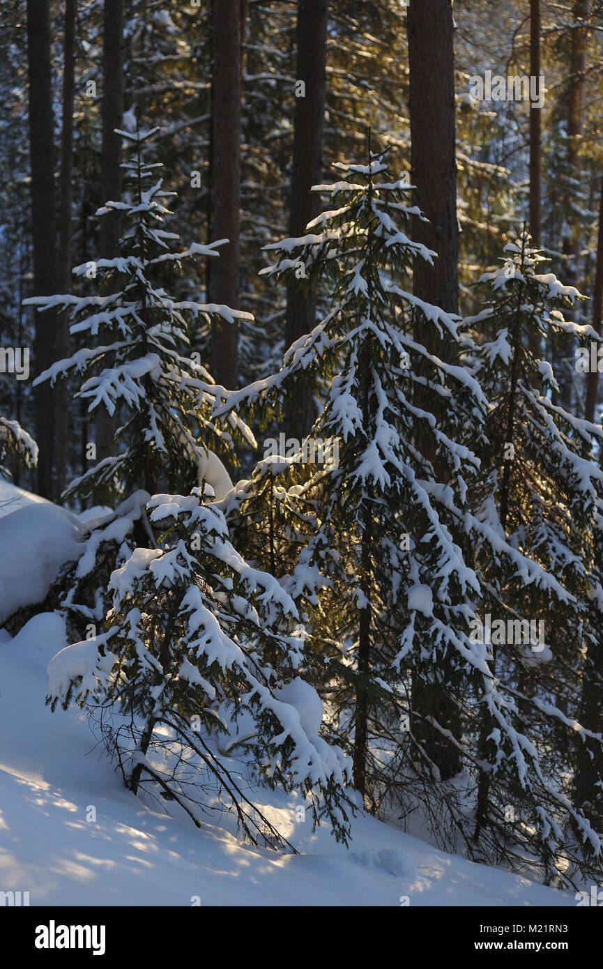 Landscape of the wintery snow covered forest view with sun glare Stock ...