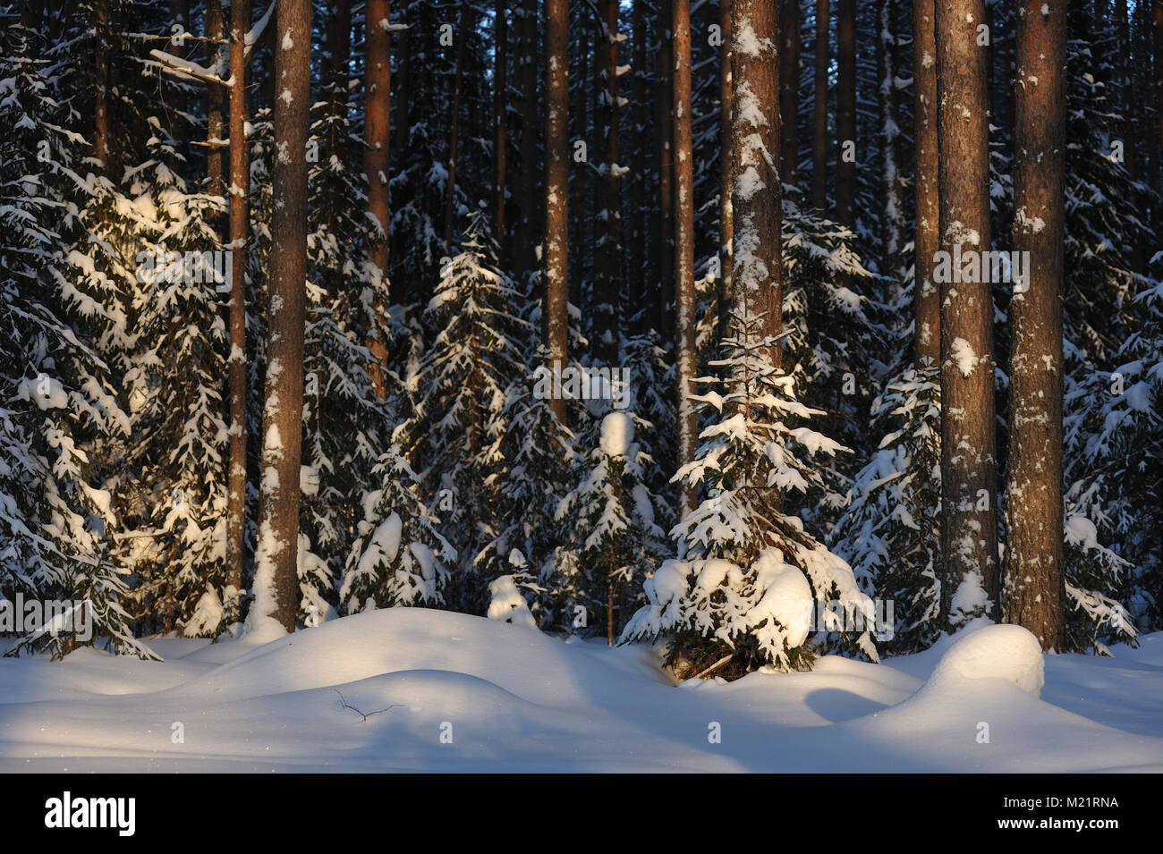 Landscape of the wintery snow covered forest view with sun glare Stock ...